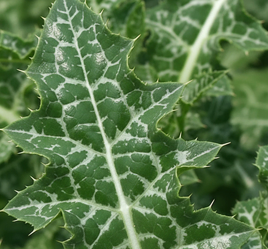 Soft Strength Rich Resilience Cream